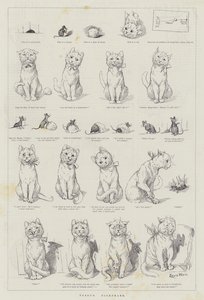 Poes